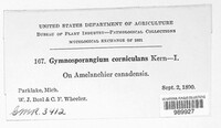 Gymnosporangium corniculans image